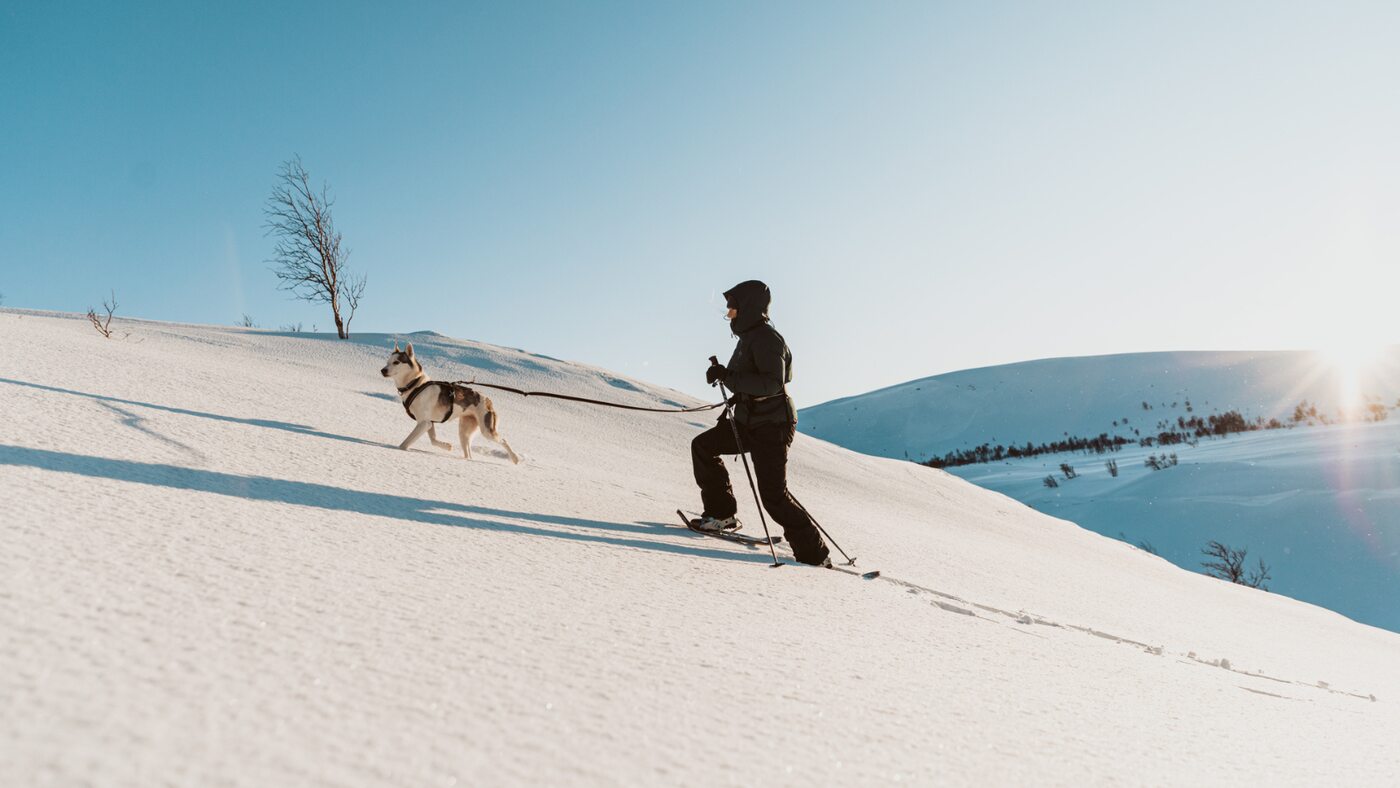 A person travelling on skis with a dog across a sunlit snowy landscape